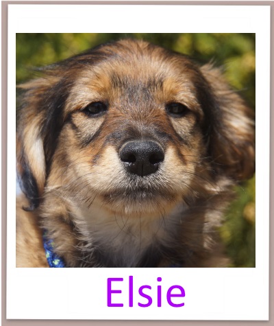Elsie prof