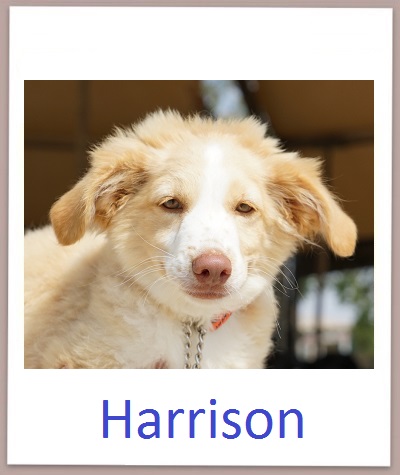 Harrison prof