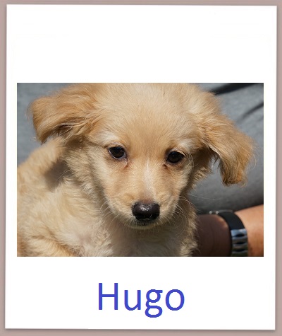 Hugo prof