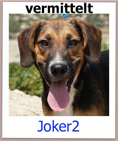 Der Mischlingsrüde Joker aus Zypern sucht ein Zuhause und kommt aus dem Tierheim.