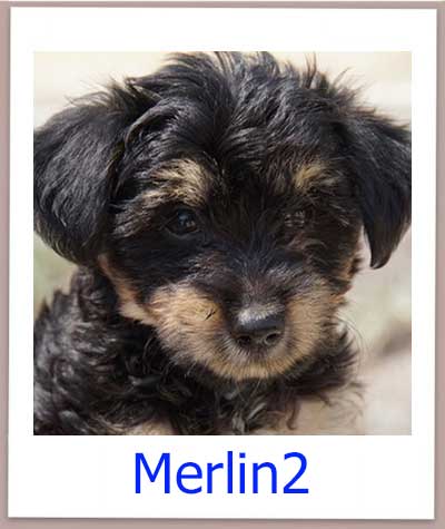 Merlin2 prof