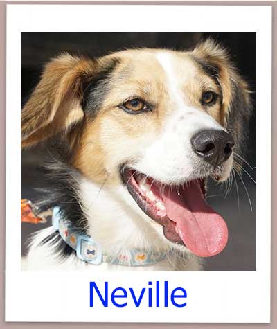 Neville prof
