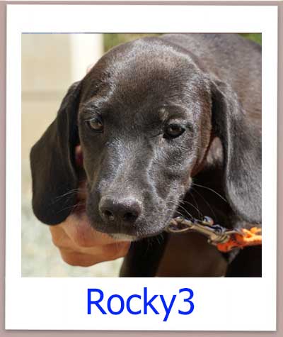 Rocky3 prof