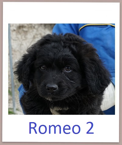 Romeo2 prof