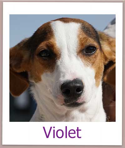 Violet prof neu