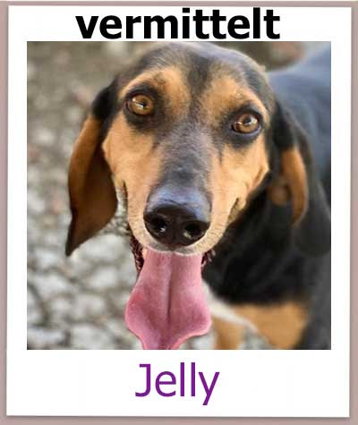 Jelly Tierschutz Zypern Hund vermittelt 1