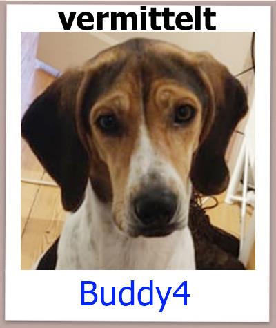 Buddy4 Tierschutz Zypern Hund vermittelt 1