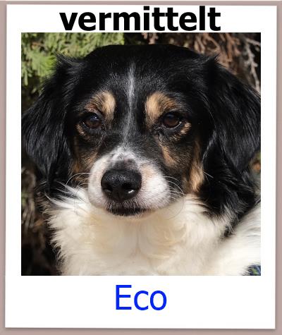 Eco Tierschutz Zypern Hund vermittelt.