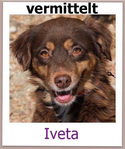 Iveta Tierschutz Zypern Hund vermittelt