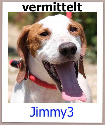 Jimmy3 Tierschutz Zypern Hund vermittelt