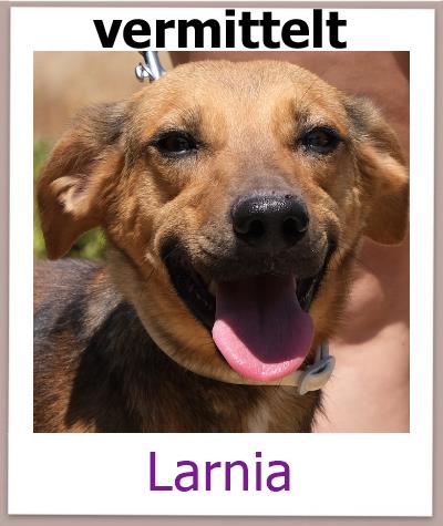 Larnia Tierschutz Zypern Hund vermittelt