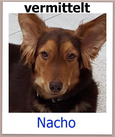 Nacho Tierschutz Zypern Hund vermittelt 1