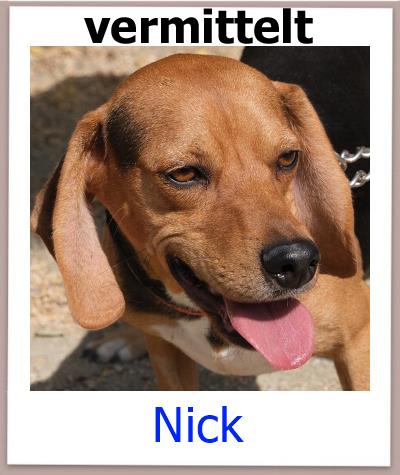 Nick Tierschutz Zypern Hund vermittelt