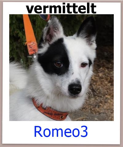 Romeo3 Tierschutz Zypern Hund vermittelt