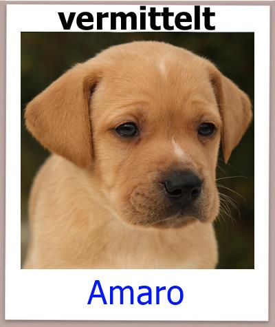 Amaro Tierschutz Zypern Hund vermittelt