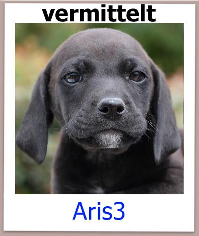 Aris3 Tierschutz Zypern Hund vermittelt