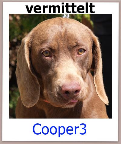 Cooper3 Tierschutz Zypern Hund vermittelt