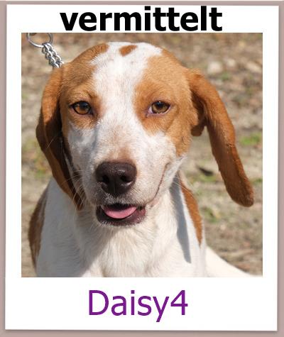 Daisy4 Tierschutz Zypern Hund vermittelt