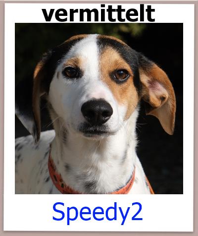 Speedy2 Tierschutz Zypern Hund vermittelt