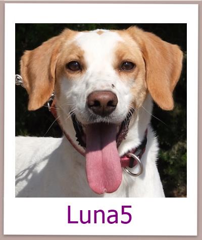Luna5 Tierschutz Zypern Hund prof