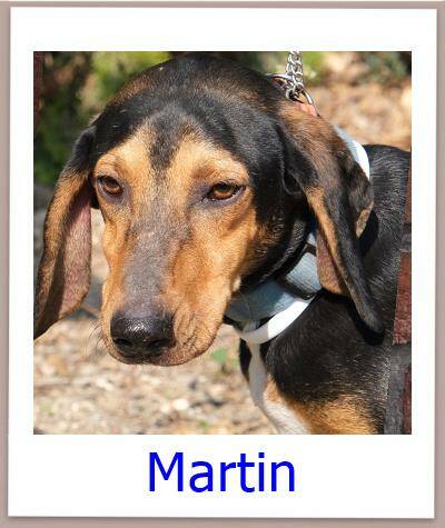 Martin Tierschutz Zypern Hund prof