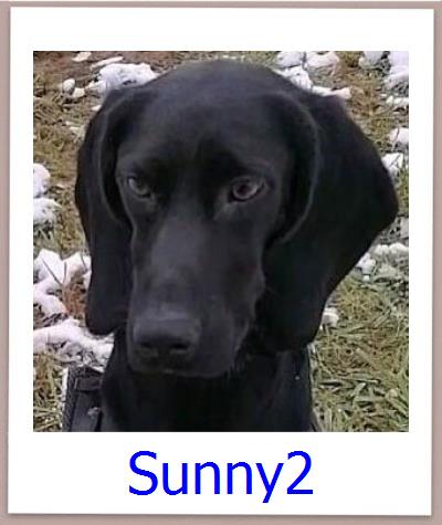 Sunny2 Tierschutz Zypern Hund prof