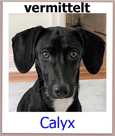 Calyx Tierschutz Zypern Hund prof