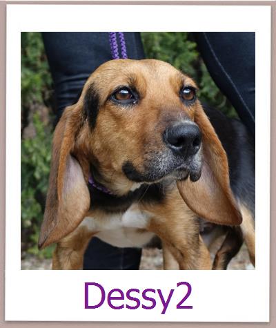 Dessy2 Tierschutz Zypern Hund prof
