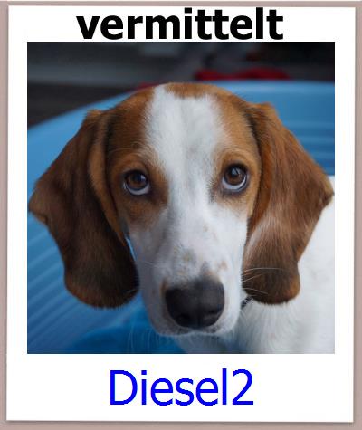 Diesel2 Tierschutz Zypern Hund prof