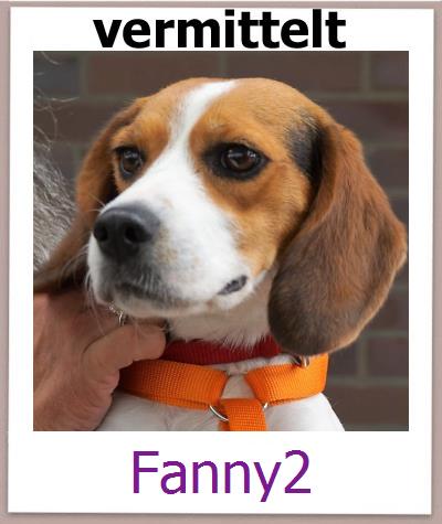 Fanny2 Tierschutz Zypern Hund prof