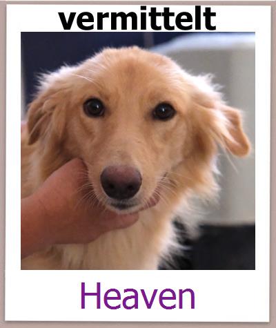Heaven Tierschutz Zypern Hund prof