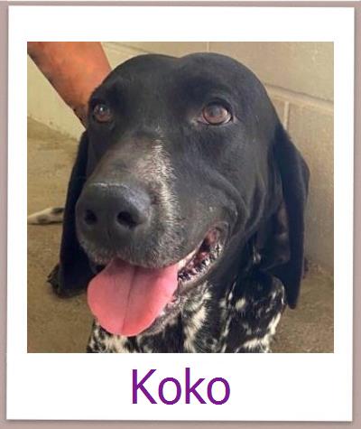 Koko Tierschutz Zypern Hund prof