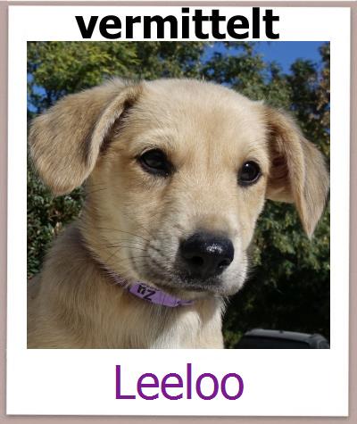 Leeloo Tierschutz Zypern Hund prof