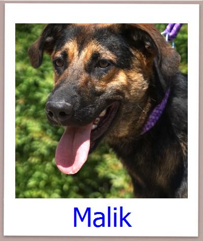 Malik Tierschutz Zypern Hund prof