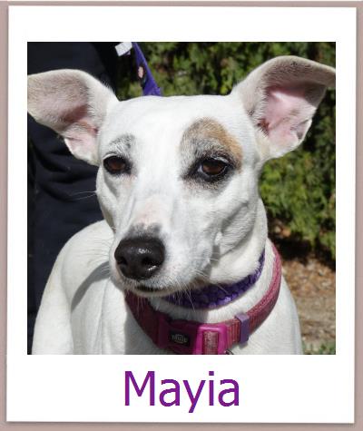 Mayia Tierschutz Zypern Hund prof