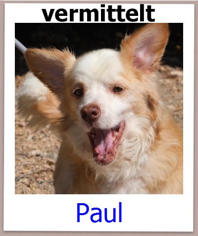 Paul Tierschutz Zypern Hund prof