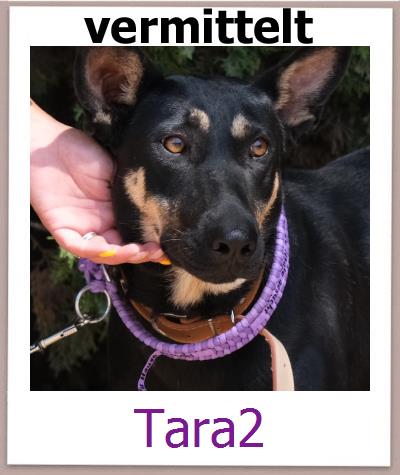 Tara2 Tierschutz Zypern Hund prof