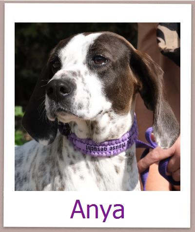 Anya Tierschutz Zypern Hund prof