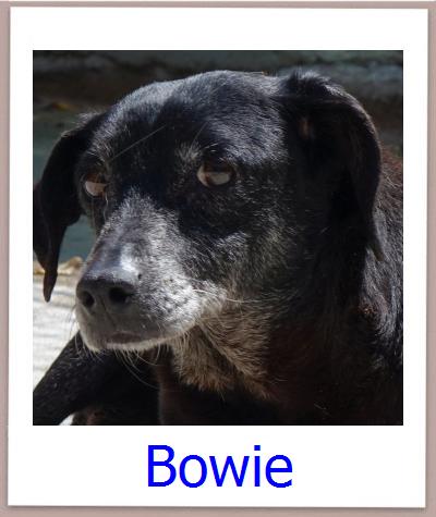 Bowie Tierschutz Zypern Hund prof