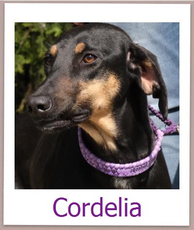 Cordelia Tierschutz Zypern Hund prof