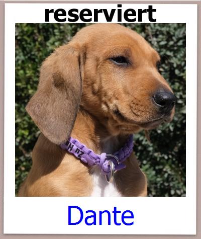 Dante Tierschutz Zypern Hund prof