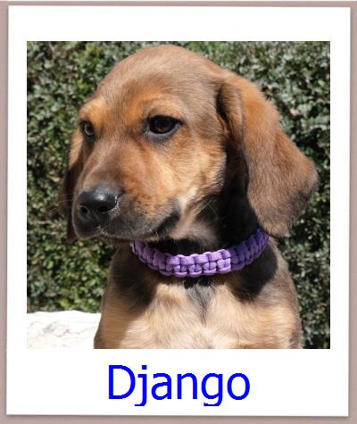 Django Tierschutz Zypern Hund prof