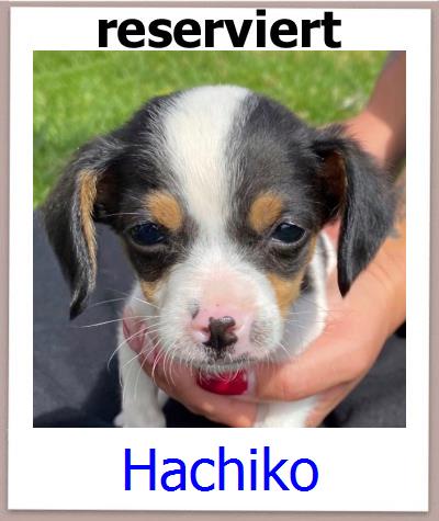 Hachiko Tierschutz Zypern Hund prof