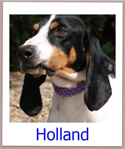 Holland Tierschutz Zypern Hund prof