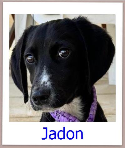 Jadon Tierschutz Zypern Hund prof