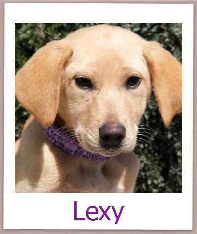 Lexy Tierschutz Zypern Hund prof