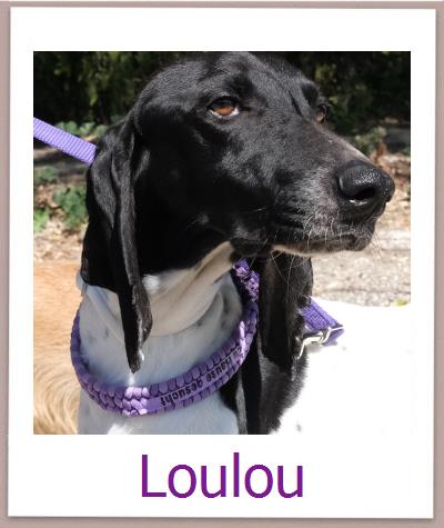Loulou Tierschutz Zypern Hund prof