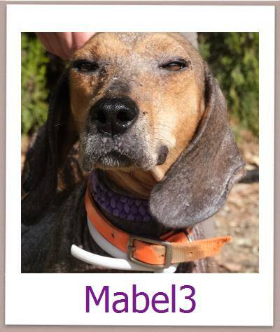 Mabel3 Tierschutz Zypern Hund prof