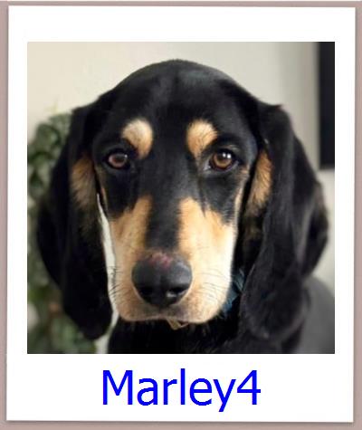 Marley4 Tierschutz Zypern Hund prof