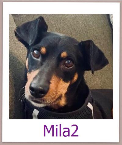 Mila2 Tierschutz Zypern Hund prof